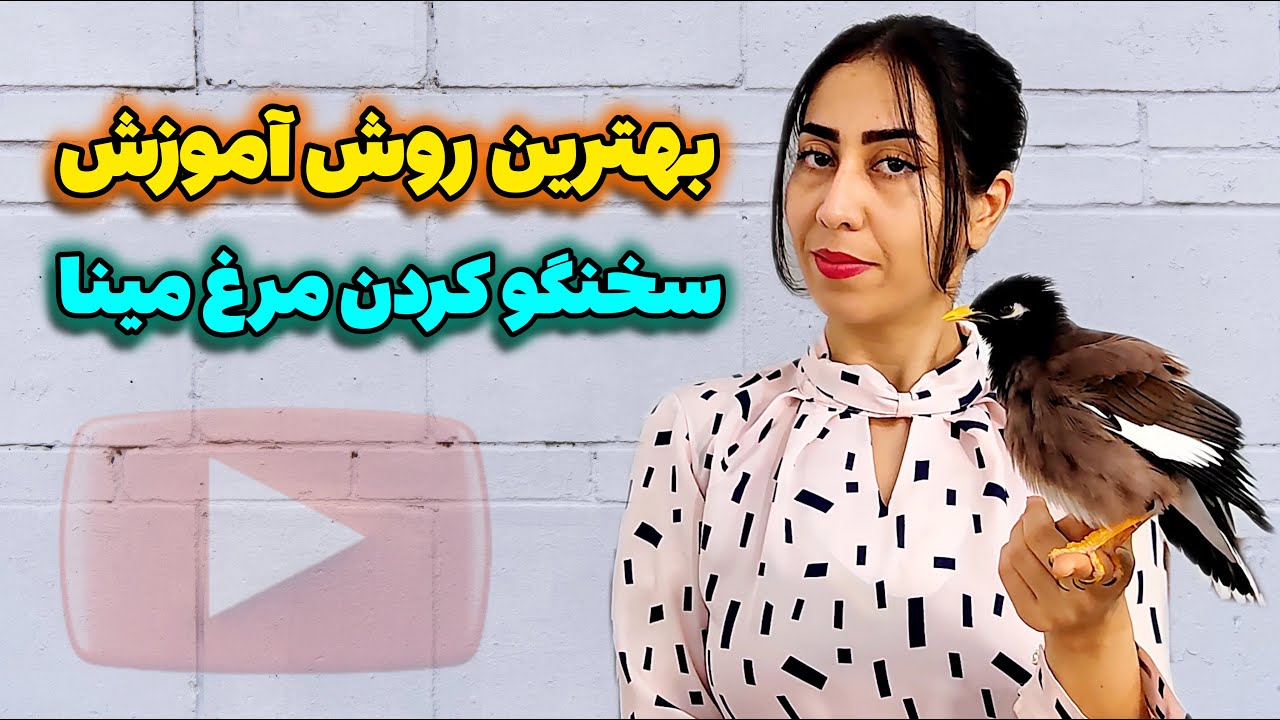 راز سخنگو کردن مرغ مینا/ سخنگو کردن مرغ مینا