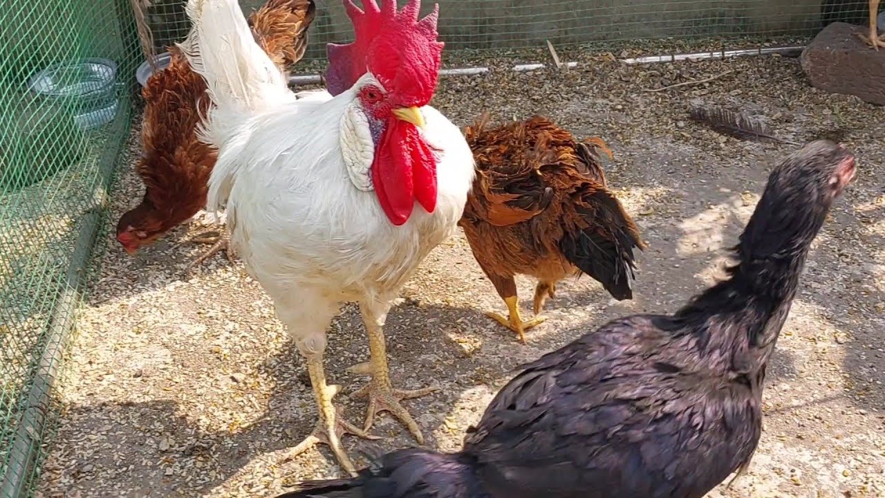 Achchi Lagti Hai Inke Naaz - Nakhre 🥰😍| Desi Murga Vlog | Pet Vlog @sonilifevlogsofficial #petlover 