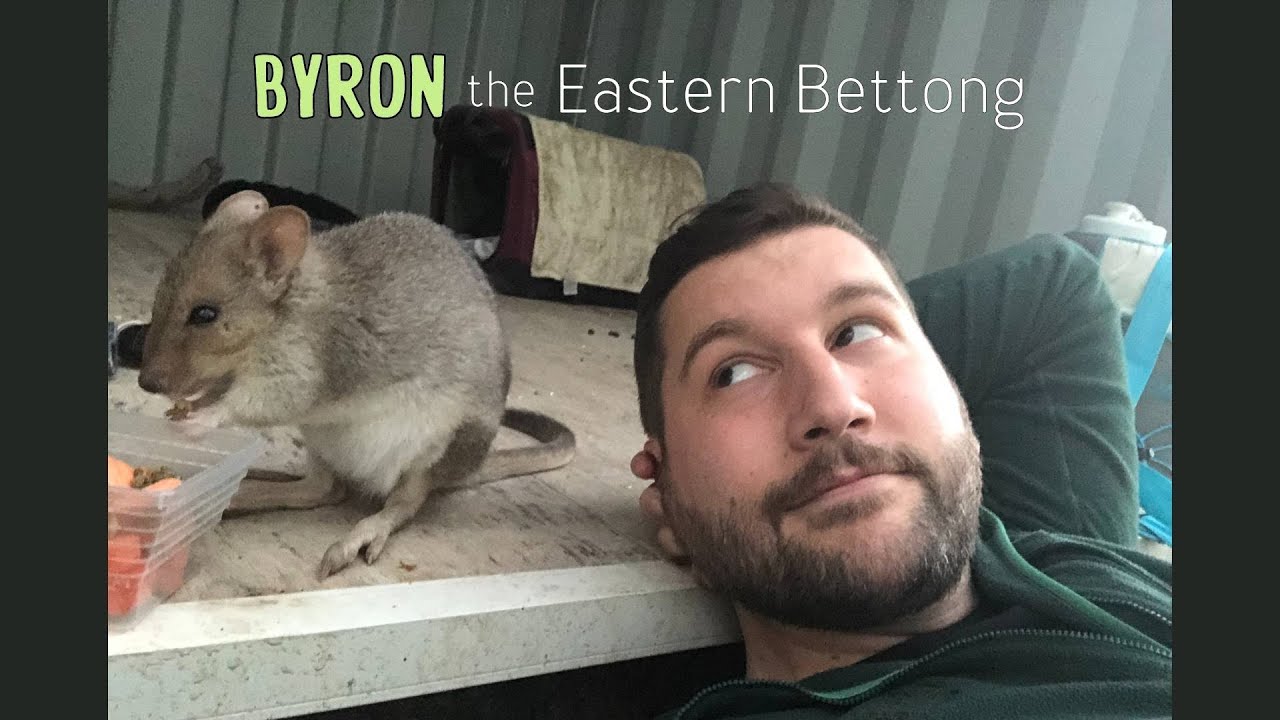 Byron the Eastern Bettong | WILDLIFE RELEASE
