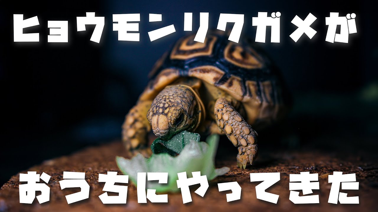 リクガメがやって来た