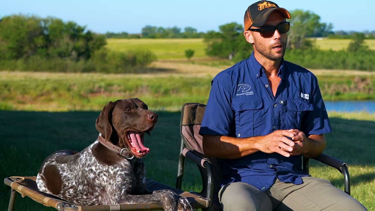 TOP 10 Bird Dog Training Mistakes to Avoid #8 Dogs and Kids
