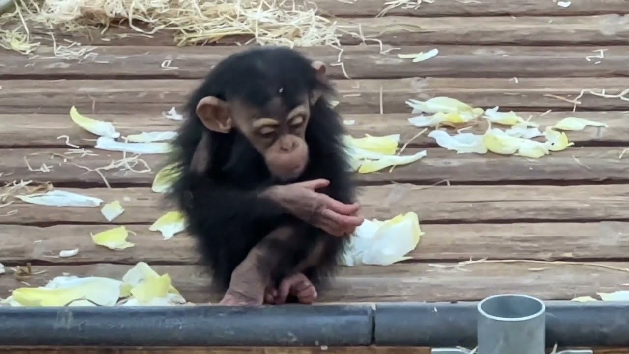 Baby Chimps with their Mother - They are so Sweet - PART 16 ❤️ 🥰