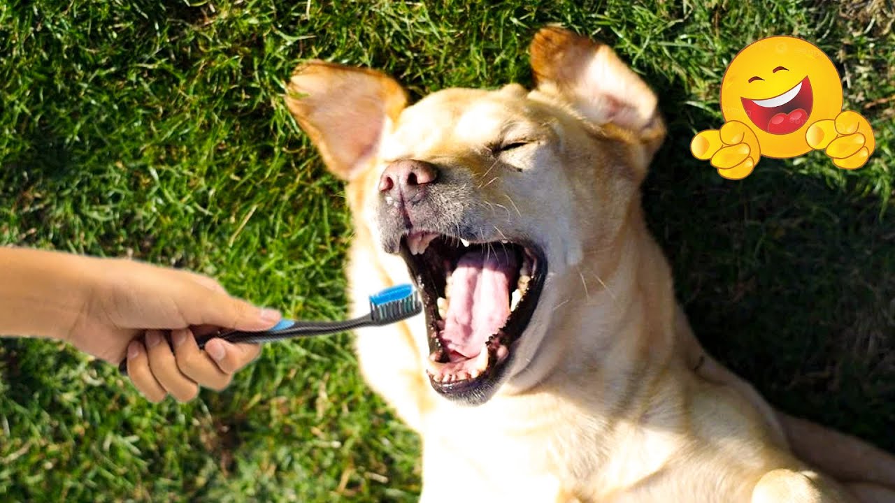 The Funniest Cat & Dog Moments Compilation 😹🐶  Funniest Cat & Dog Moments Ever Recorded.