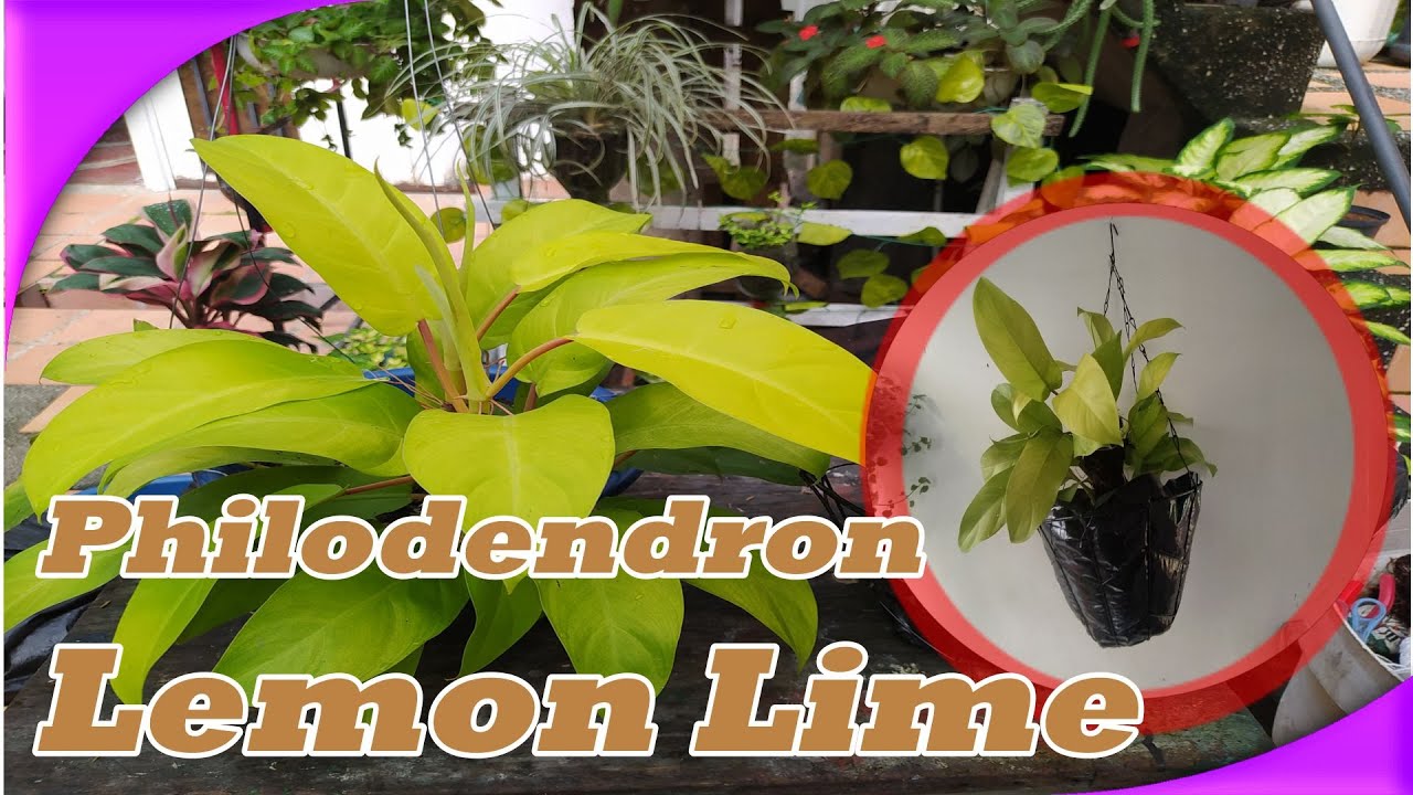 🍃Como hacer Sustrato y cuidados del  Philodendron Lemon 😍