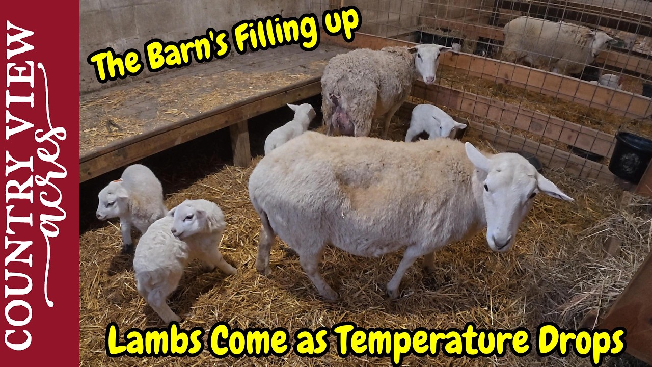 Lambing Season Goes into Overdrive as Storm Hits & Temperatures Plunge