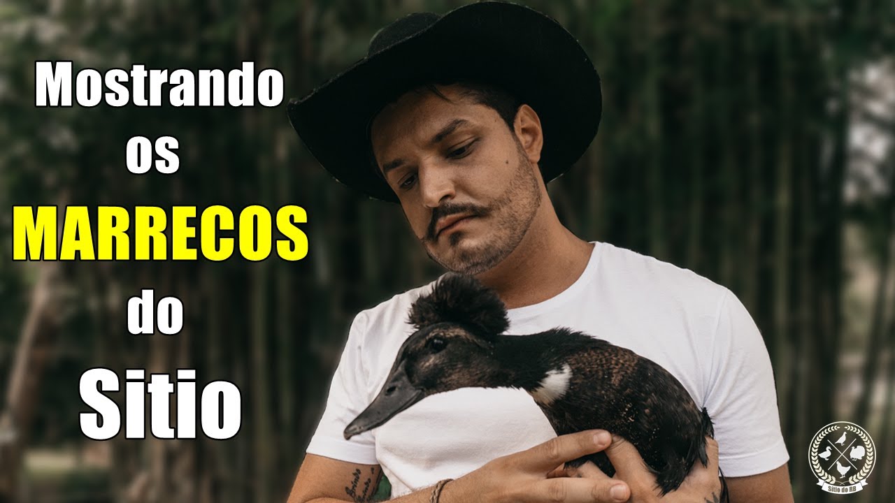 TODA MINHA CRIAÇÃO DE MARRECOS/ SITIO DO RB #MARRECOS #AVES #DUCK