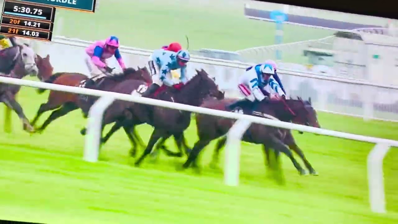 Cheltenham racing #cheltenhamfestival #cheltenham #kneecap #irishracing 