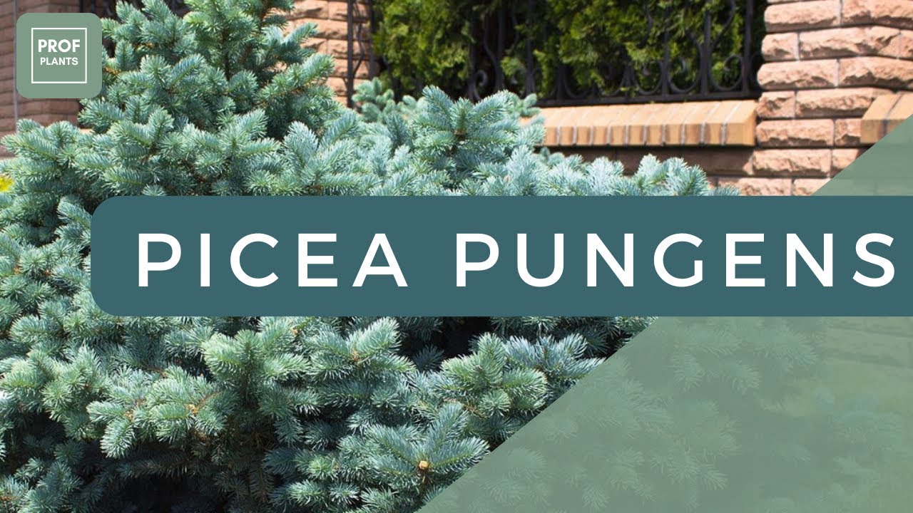 DÉCOUVREZ LE PICEA PUNGENS 'GLAUCA GLOBOSA' : LE SAPIN BLEU NAIN PARFAIT POUR VOTRE JARDIN !