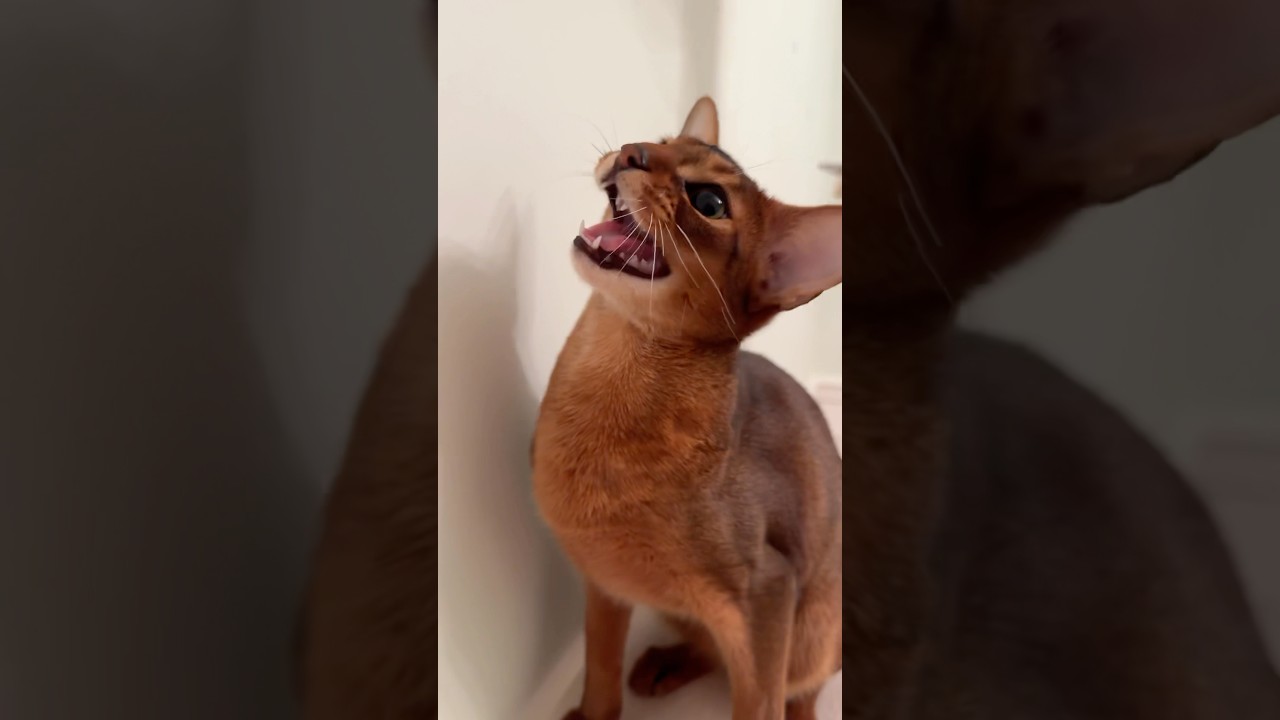Говорящая абиссинская кошка 🥹 Милые мяуканья - жизнь с абиссинкой #abyssinian #meow #cutecat #cat...