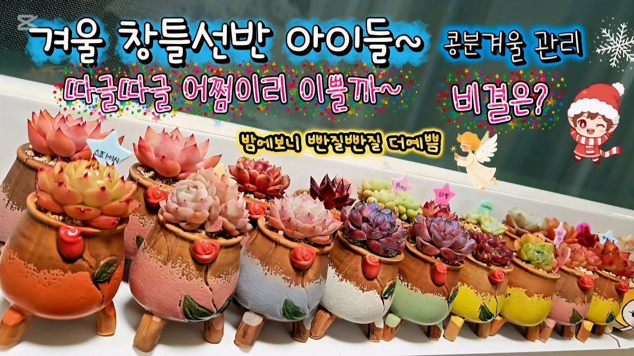 1.12💗겨울밤🌟창틀선반🤩따글따글이쁨🥰비결은?