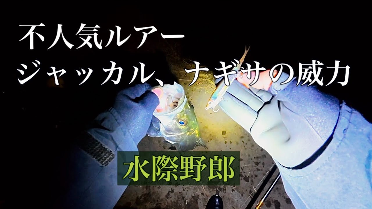 タマゾン川のバチ抜け。多魚種を釣るなら、コレ、持って行きませんか？【多摩川シーバス】#ジャッカルナギサ#チニング