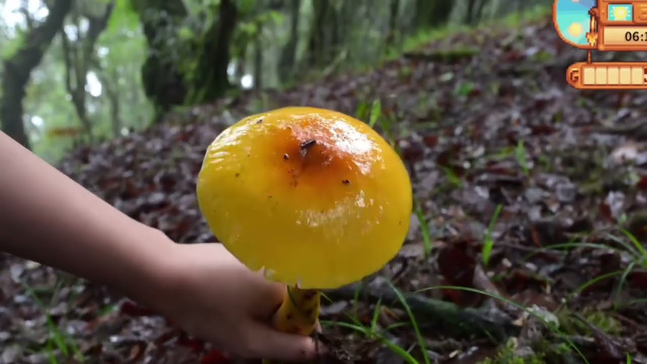 Giant Wild Mushroom Found in Rainforest 🍄 | Follow Master Shan’s Forest Adventure!