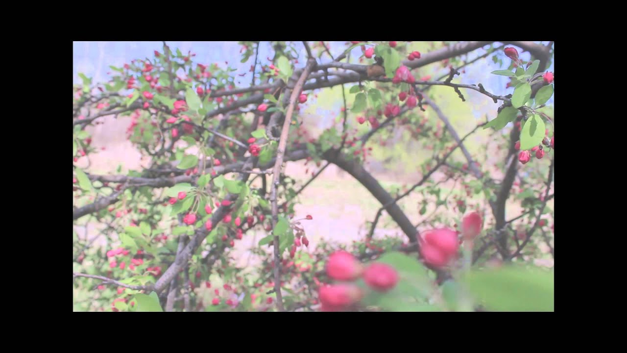 York Farm by Tyson Ballew