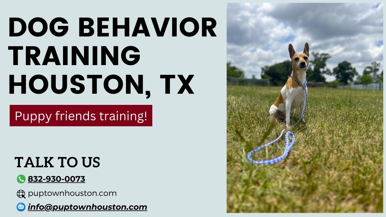 DOG BEHAVIOR TRAINING HOUSTON TX