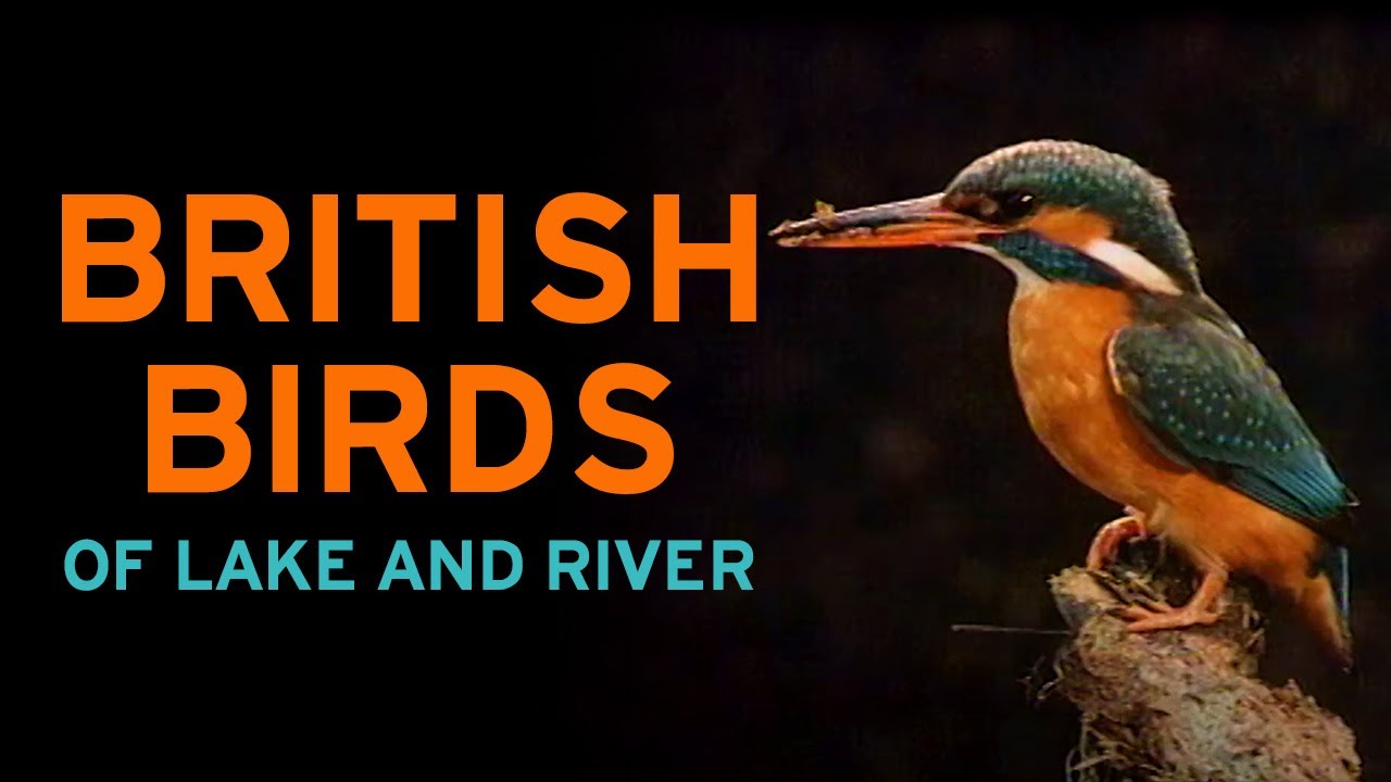 British Birds of Lake and River