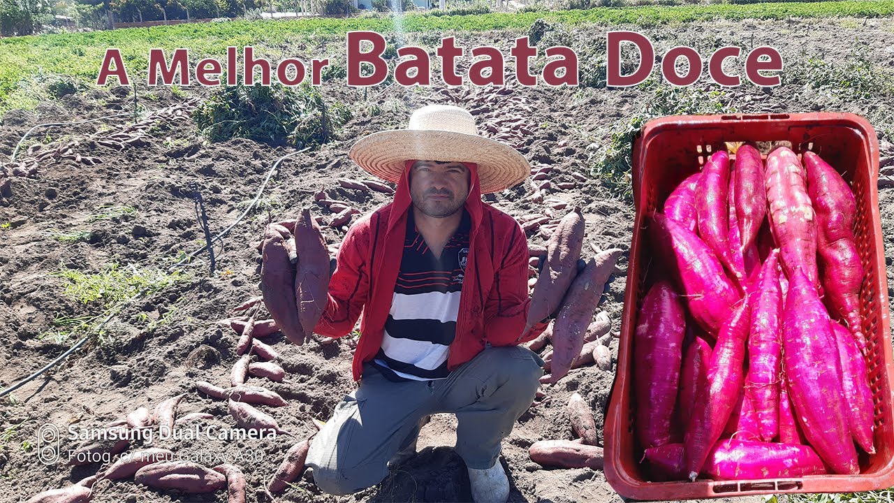 A MELHOR plantação de Batata doce do Ceará