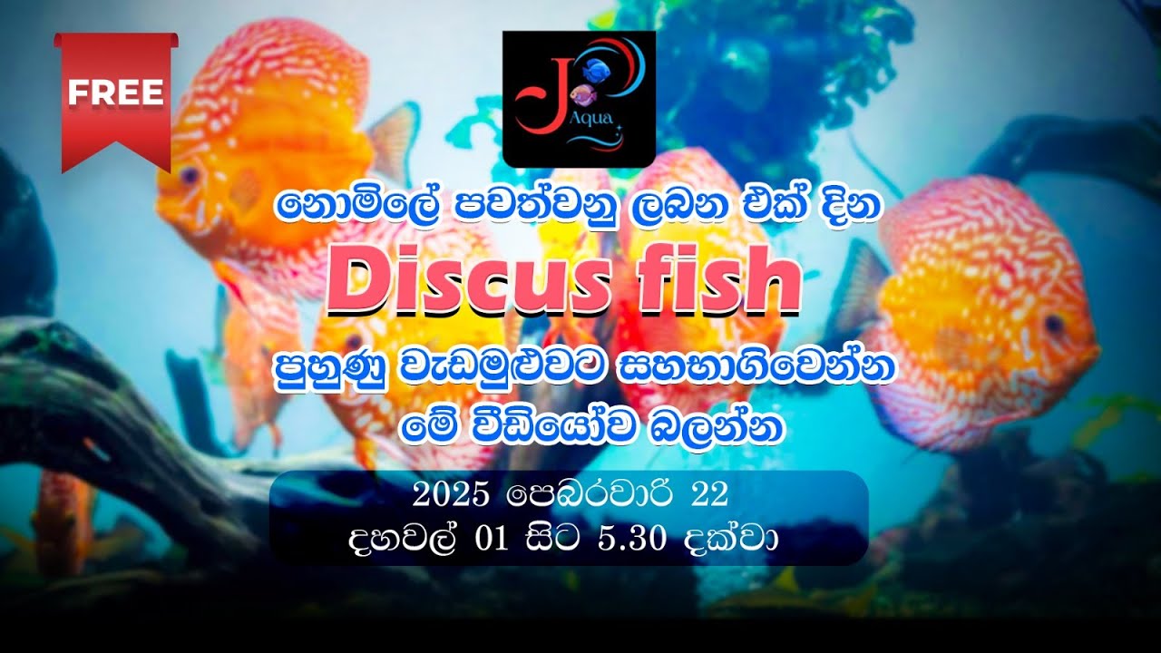 නොමිලේ පවත්වනු ලබන පෙ. 22  Discus පුහුණු වැඩමුළුවට  සහභාගිවෙන්න මේ වීඩියෝව බලන්න