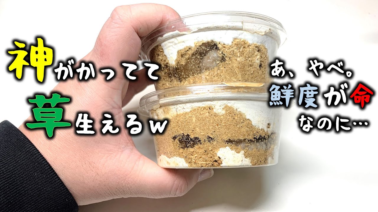 これは草生えるｗ扱いの難しい菌糸の詰め方と小さな奇跡（くろねこチャンネル）