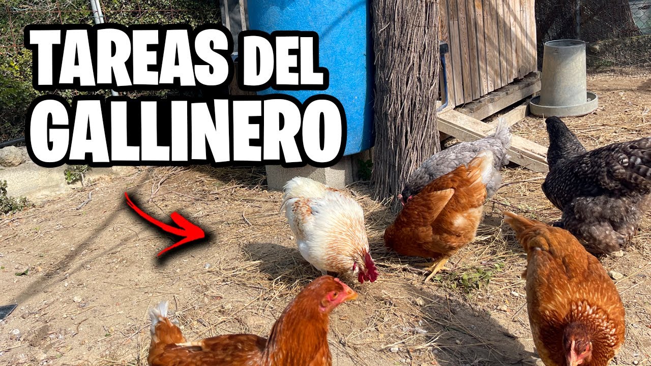 Cómo Limpiar el GALLINERO!! 🐔 Trucos y Consejos que Debes Saber + Novedades | La Huerta de Ivan