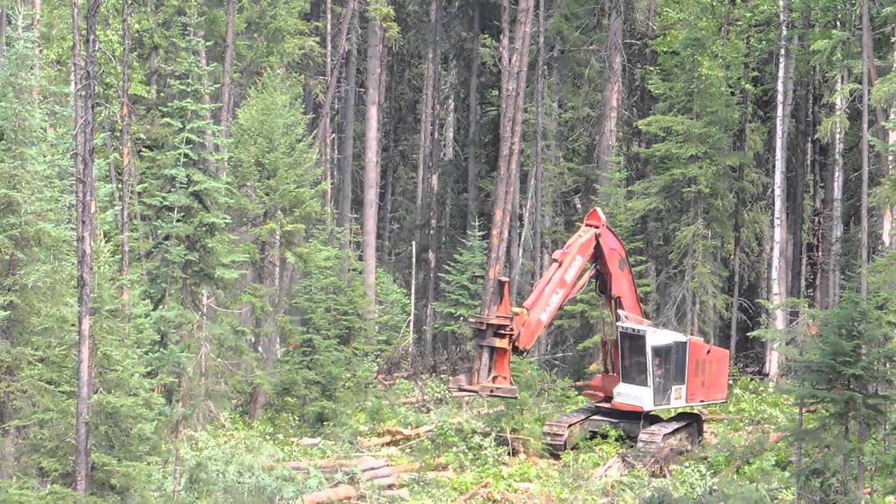 Maddill 2200 Cutting Road -Windblown Dead Pine with Commentary