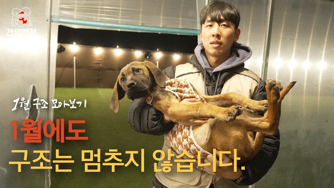 26년에도 구조는 계속됩니다. #견생역전 #강아지