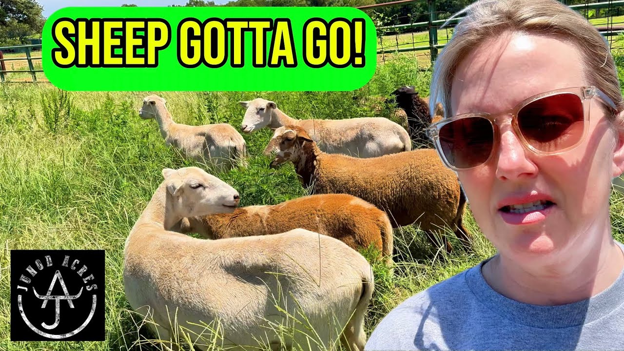 Why Must These Adorable Katahdin Sheep Leave the Ranch?