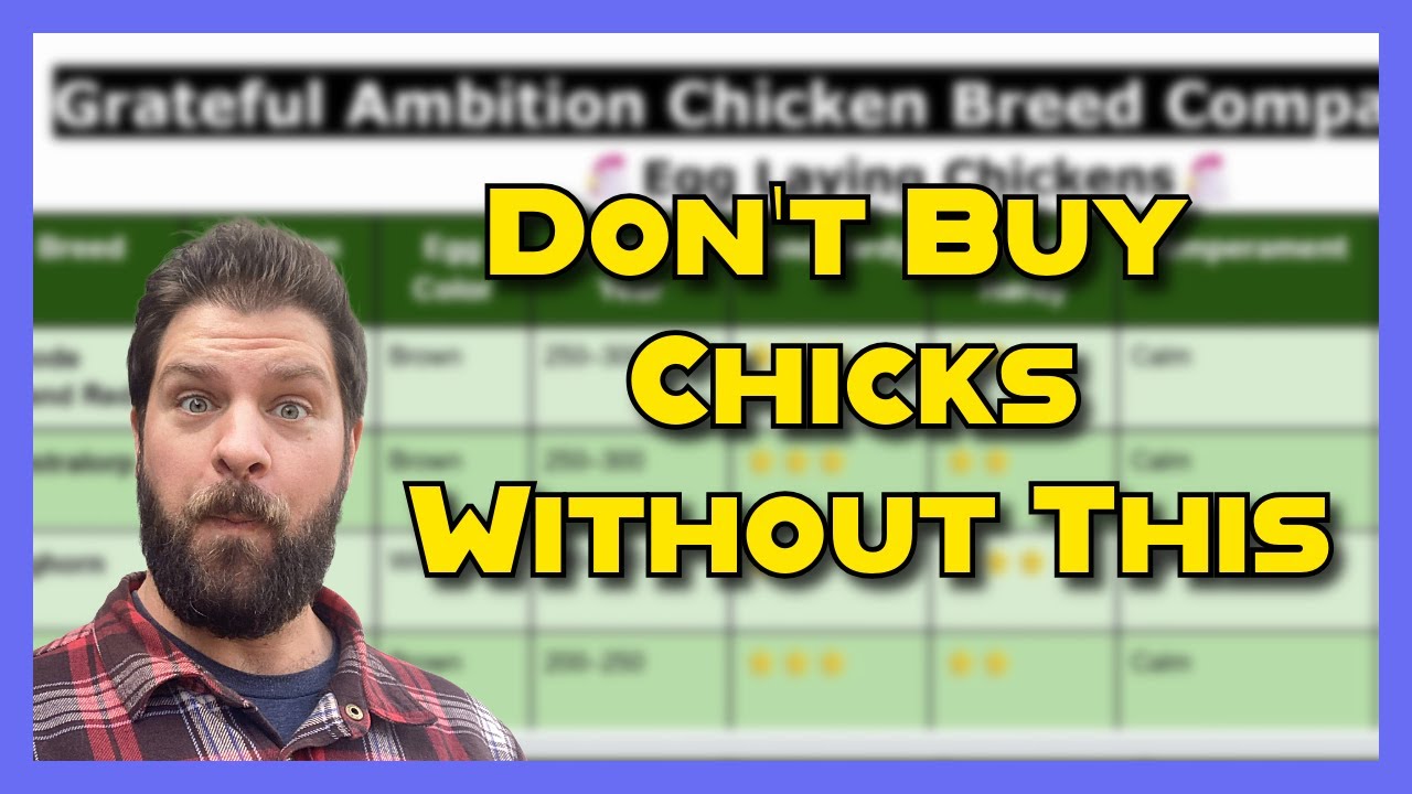 Наступил день цыплят! Как выбрать подходящую породу кур (БЕСПЛАТНЫЙ инструмент)