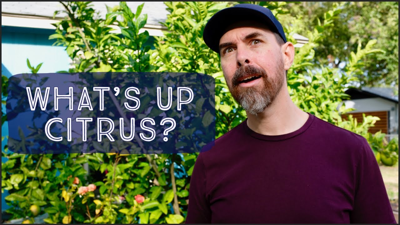 HOW TO KNOW WHEN CITRUS FRUIT ARE RIPE | TIPS FOR HARVESTING CITRUS
