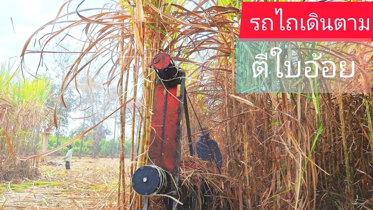 #เครื่องสางใบอ้อยติดรถไถเดินตาม#เครื่องตีใบอ้อยติดรถไถเดินตามลงทำงานจริงหน้างานจริง