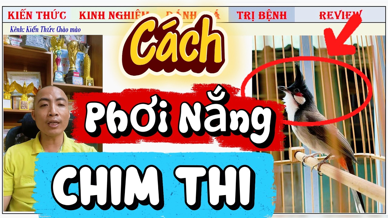 Nuôi Chim Thi cần Phơi nắng như thế nào là hợp lí?