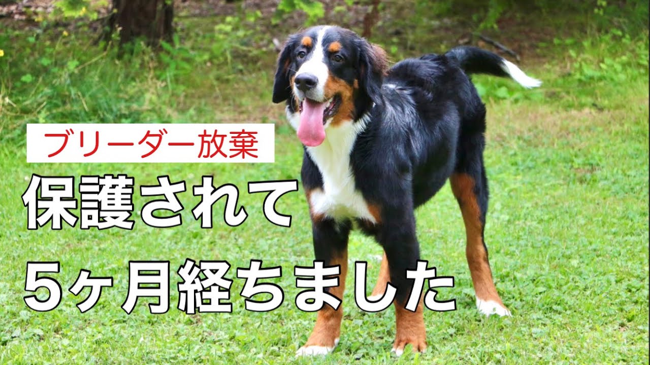 バーニーズマウンテンドッグの保護犬ビート君7ヶ月。お預かり中の生活の様子。　　#犬 #バーニーズマウンテンドッグ #保護犬