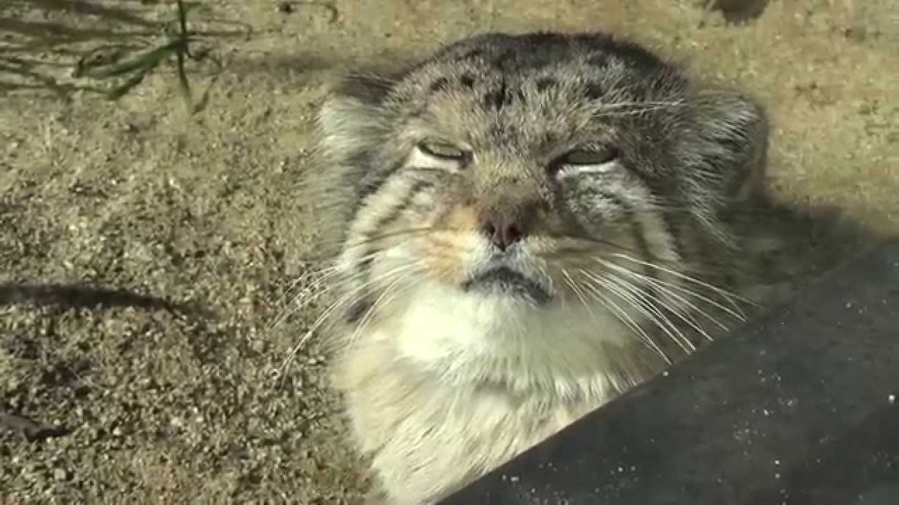 日にあたるマヌルネコ【神戸市立王子動物園にて141209】Pallas's Cat@Kobe Municipal Zoo(Oji Zoo)