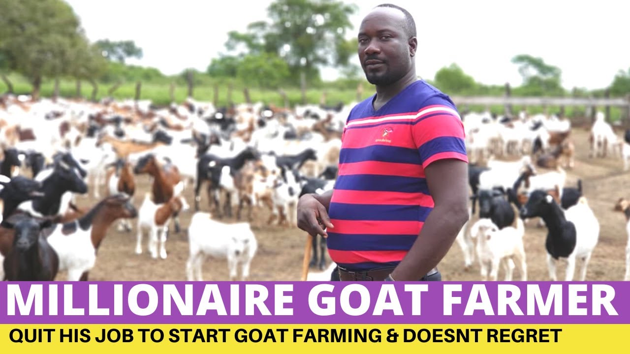 Millionaire Goat Farmer Quit His Job To Start Goat Farming
