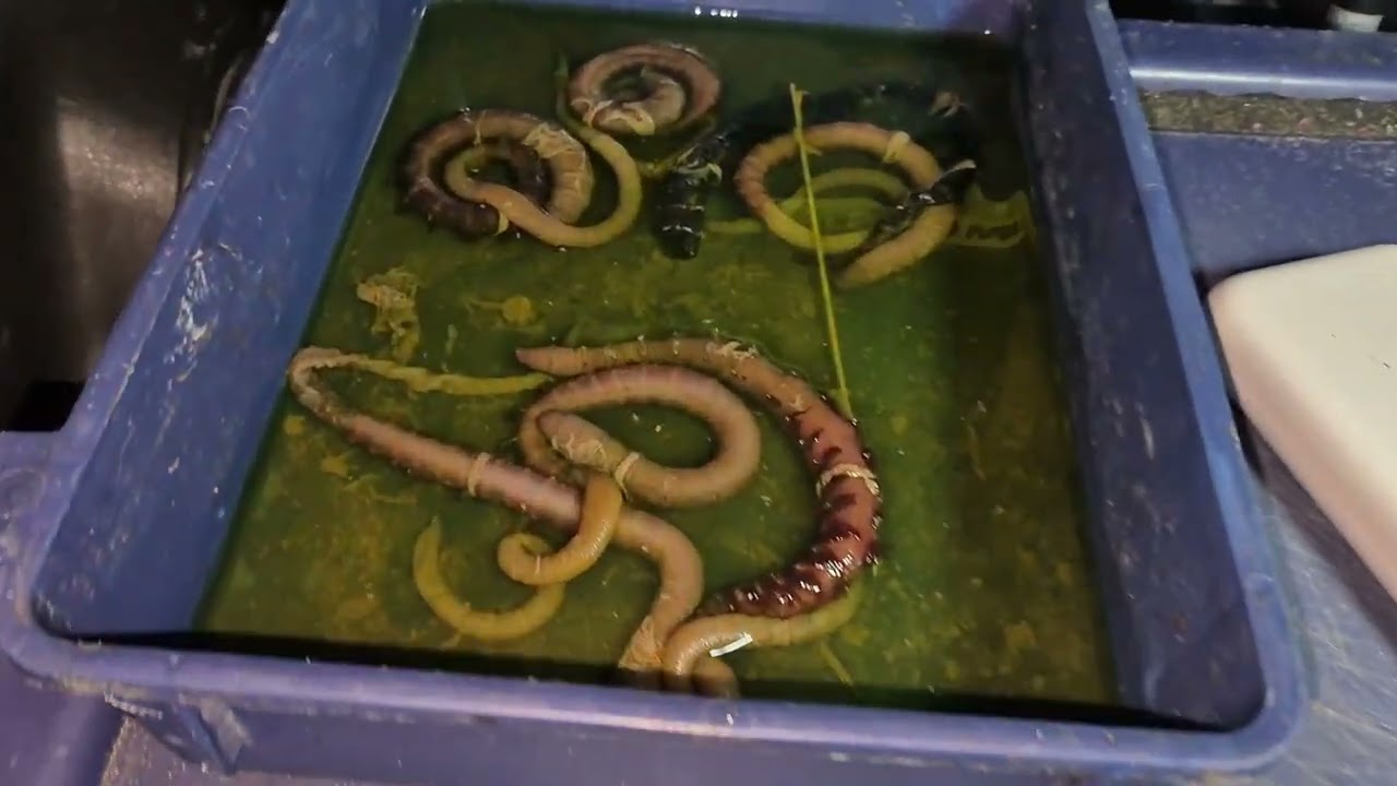 КОРОТКАЯ СЕССИЯ В ПУСТОШИ.....