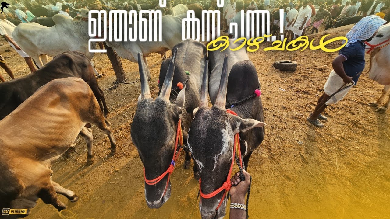 🐂ഇതാണ് കന്ന്ചന്ത.!🐃Chattipparamba Chanda | pothu kala chantha malappuram |Buffalo Bull market Kerala