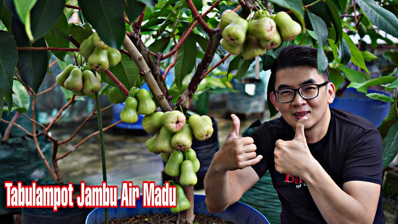 Tabulampot Jambu Air Madu Deli Hijau
