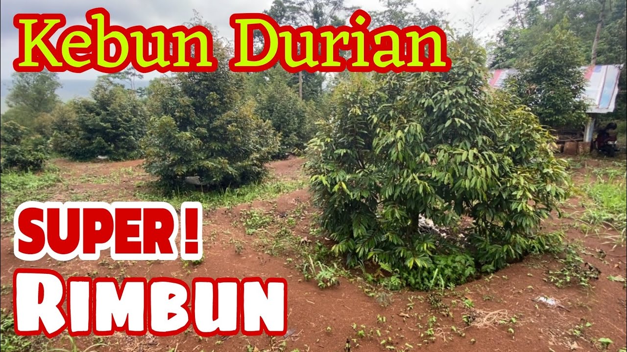 POHON DURIAN USIA 3 TAHUN SUPER RIMBUN‼️Kebun durian ini saya coba contoh.