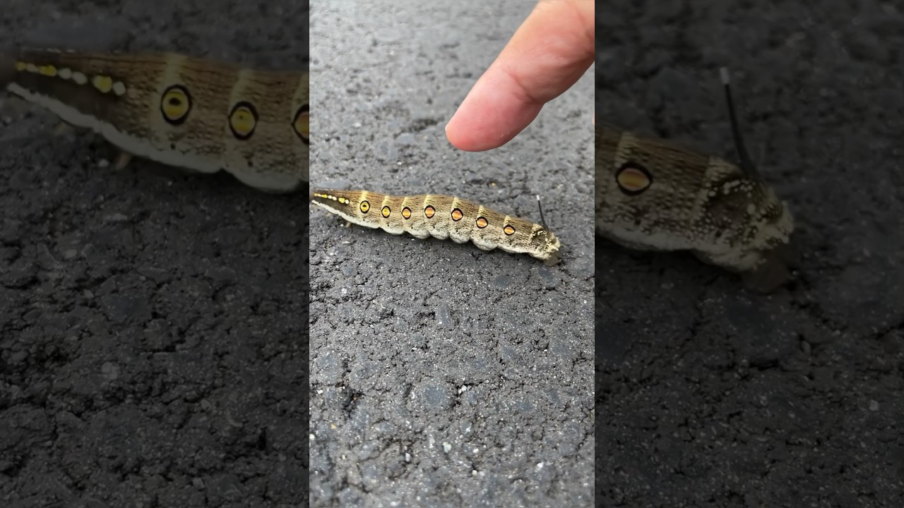 キュートでカラフルなイモムシ