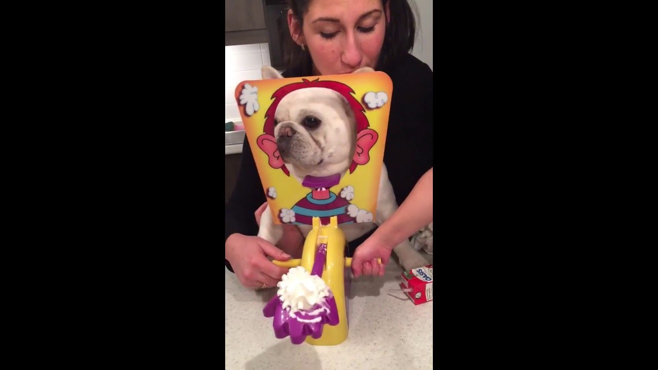 dog plays pie face