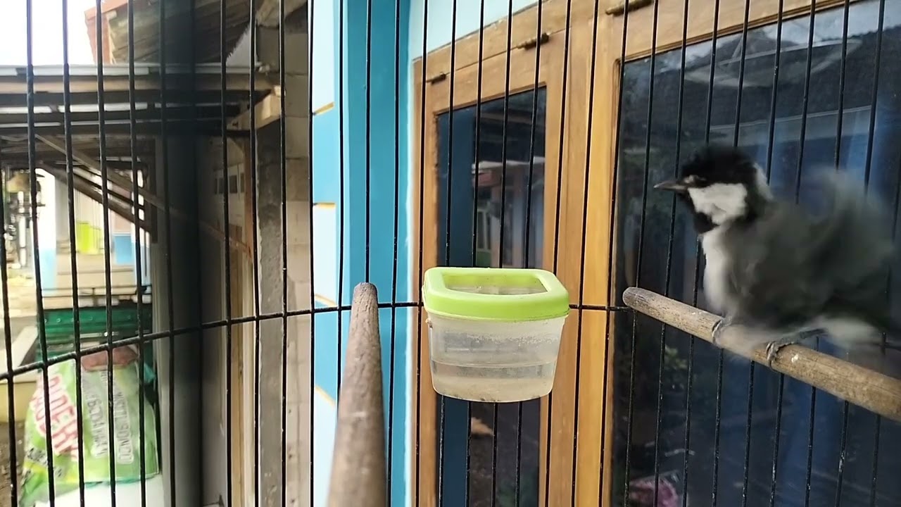 glantik batu 