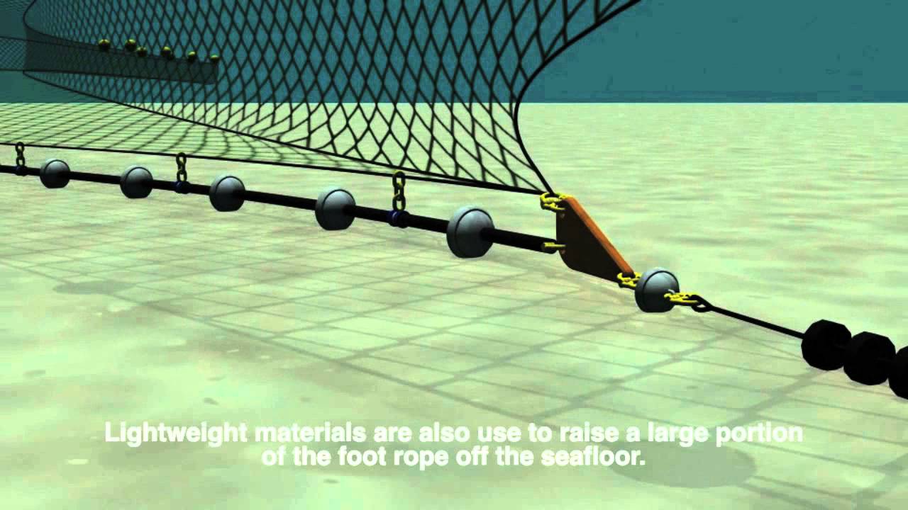 New Trawl Gear Reduces Bycatch and Habitat Impacts