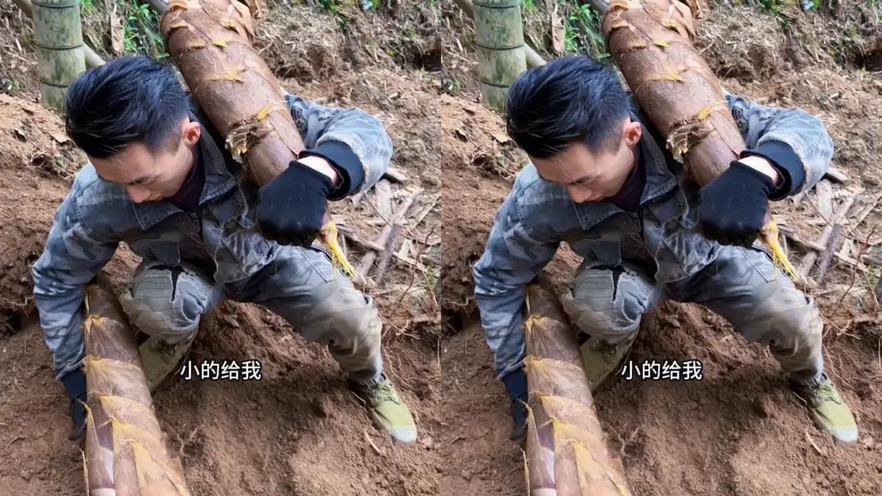 竹林里面发现两个30斤的大笋王，足足一米深，锄头都干报废了……#我的乡村生活 #挖笋的乐趣只有体验过才懂