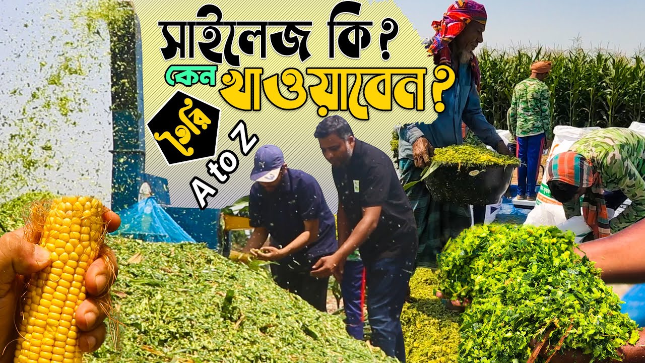 সাইলেজ কি? ভুট্টার থেকে সাইলেজ তৈরি, প্যাকেজিং এবং পুষ্টিগুণ কেমন জানুন।Corn Silage Making Process