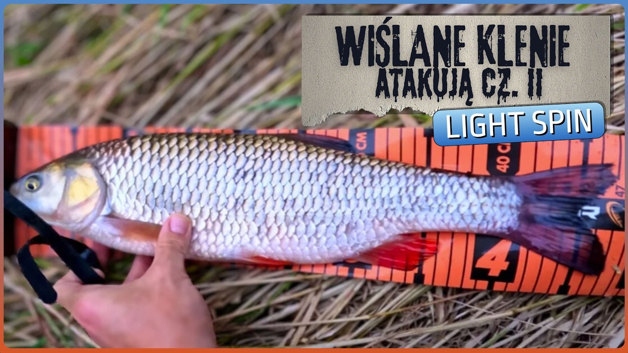 KLUSKA KONTRATAKUJE - KLEŃ prawie PB!; LIGHT SPIN 3-15 G; ODC. 18