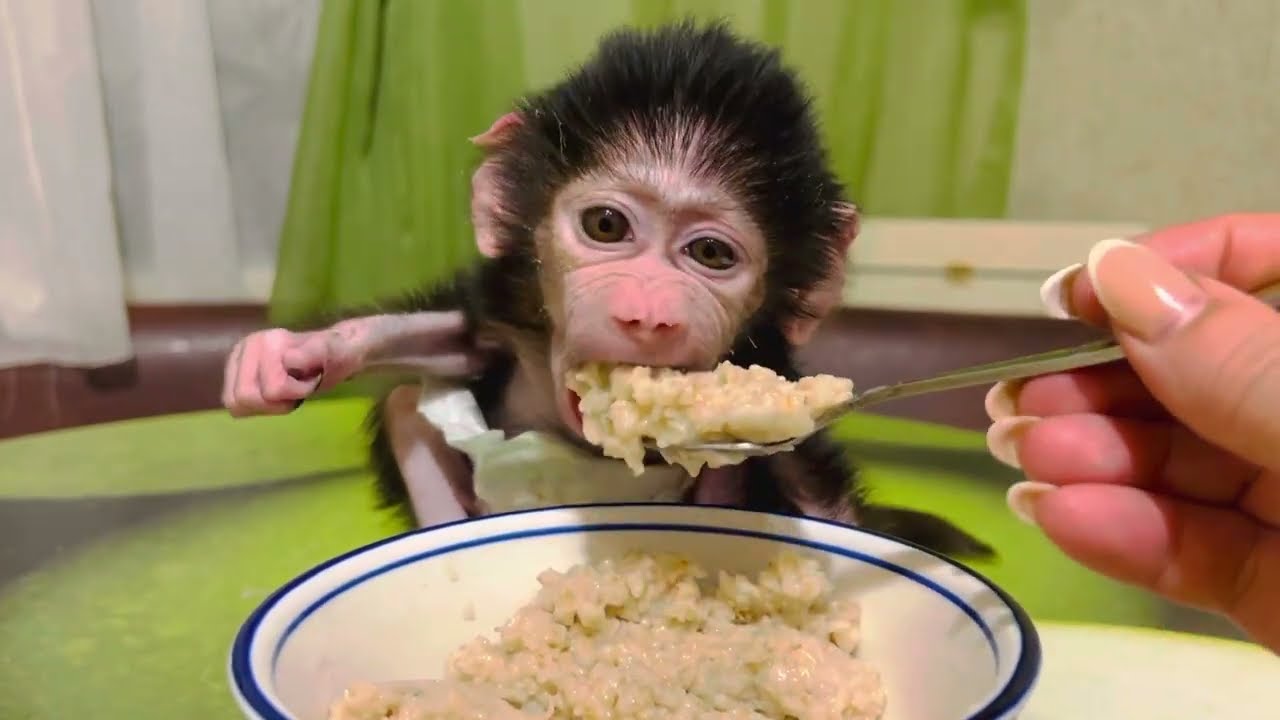 УХА-ХА-ТАЙКА! Люся вечером ест любимую кашу!