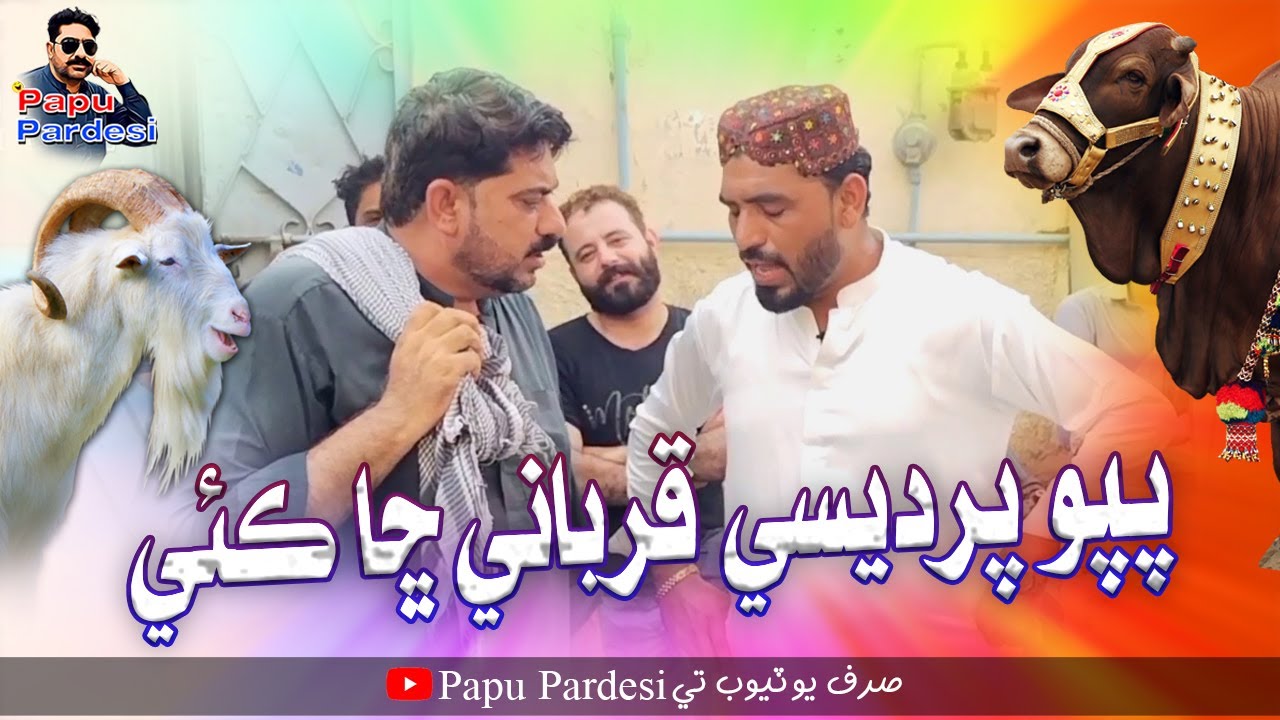 Papu Pardesi Qurbani Sha Kayi | With Molai Habib Tiktoker | Papu Pardesi