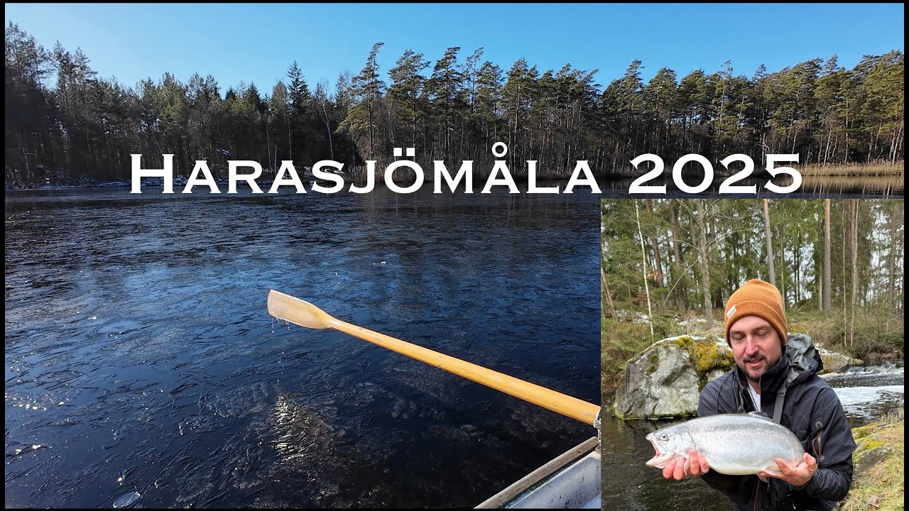 Regnbågsfiske i Harasjömåla 2025