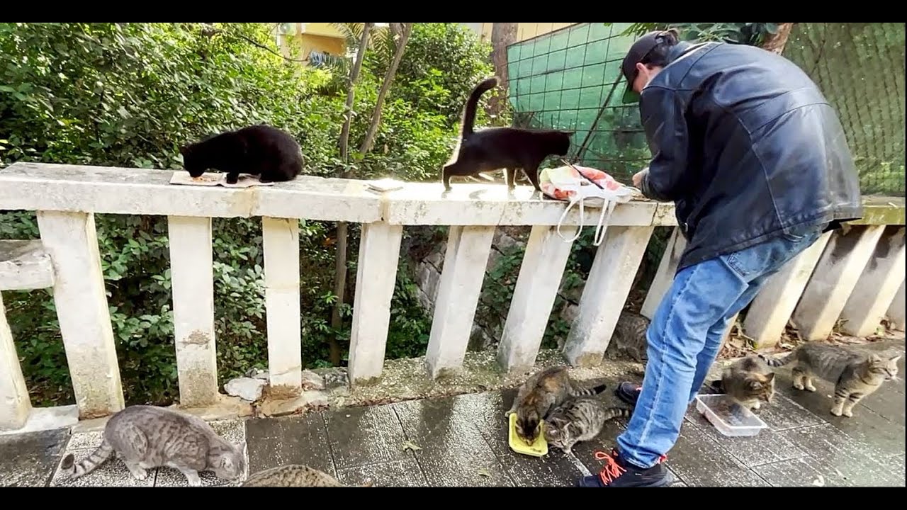 Feeding Cats In Croatia#catvideos #streetcats #straycats #catlovers