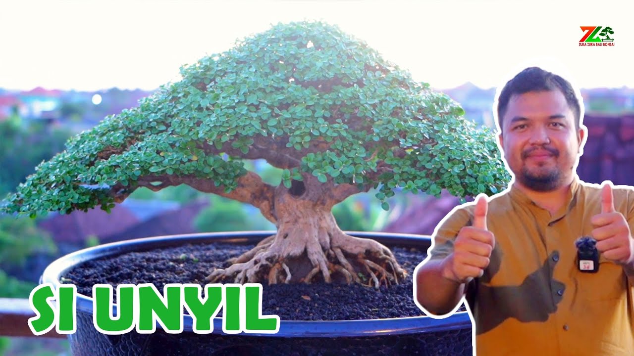 PENAWARAN MENGGIURKAN😁🙄🙄 MASIH NGGK PENGEN MELIHARA BONSAI..?