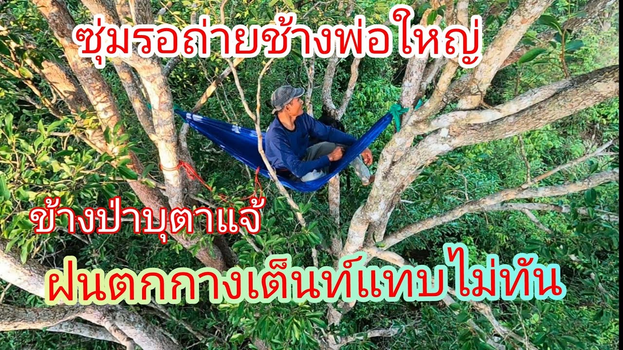 14/5/68 นอนข้างป่าบุตาแจ้ ซุ่มรอถ่ายช้างพ่อใหญ่⚡⛈️⚡ฝนตกกลางดึกกางเต็นท์แทบไม่ทัน ฝนมาไม่ทันตั้งตัว